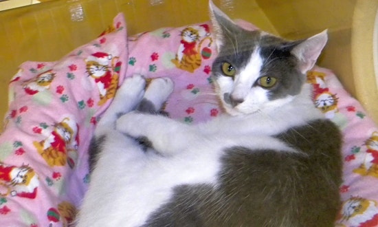 These Miami-based kitties are up for adoption and in need of a good home