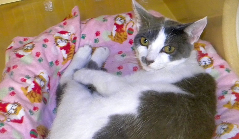 These Miami-based kitties are up for adoption and in need of a good home