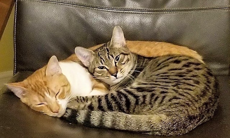 Want to adopt a pet? Here are 5 cute kitties to adopt now in Tampa