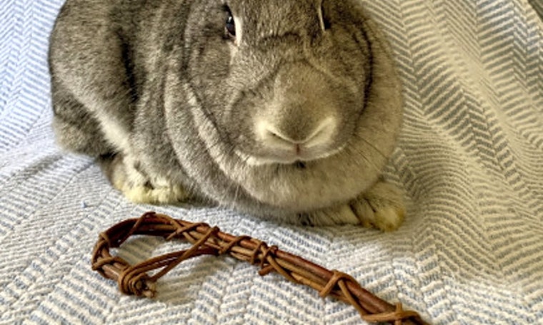 Looking to adopt a pet? Here are 5 lovable pets to adopt now in Indianapolis
