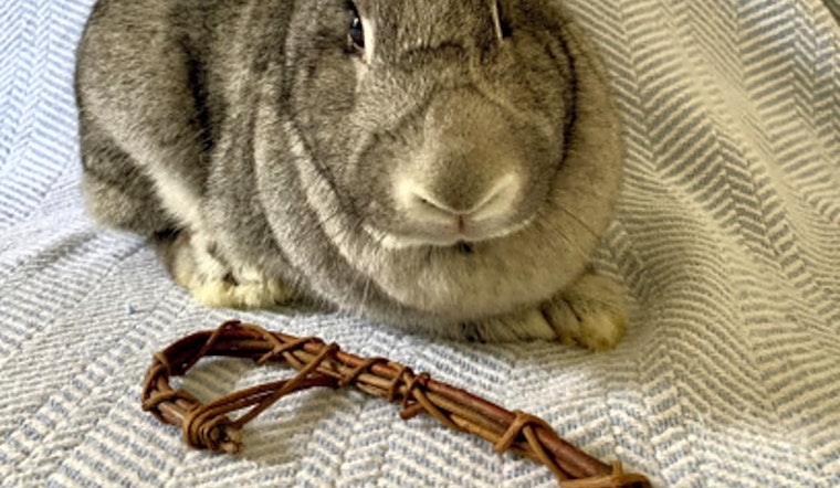 Looking to adopt a pet? Here are 5 lovable pets to adopt now in Indianapolis