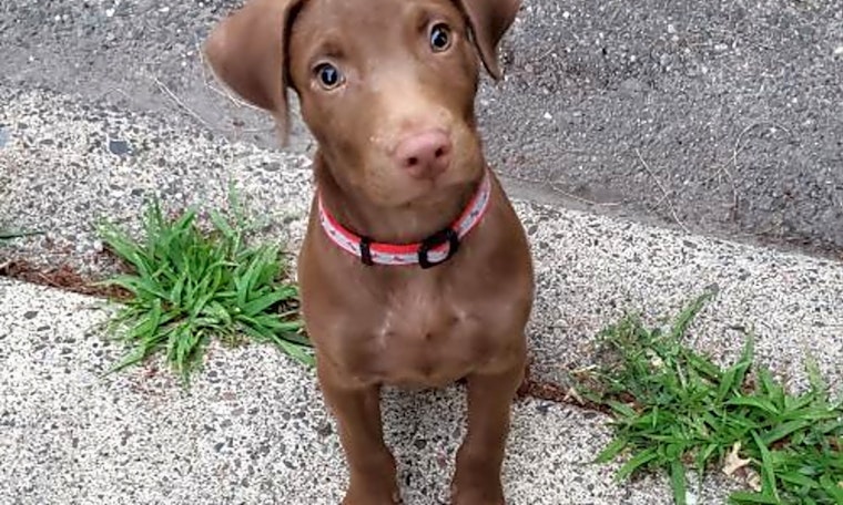6 adorable pups to adopt now in Minneapolis