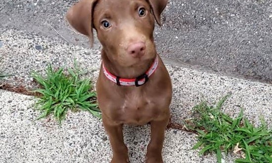 6 adorable pups to adopt now in Minneapolis