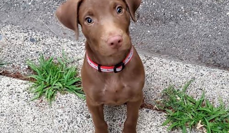 6 adorable pups to adopt now in Minneapolis