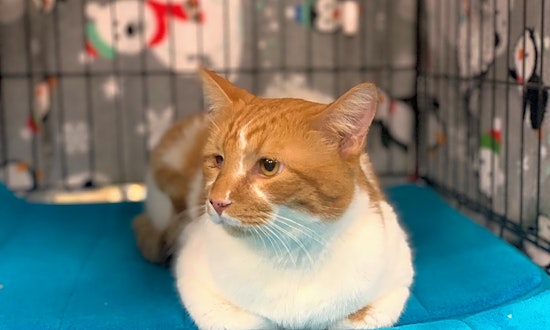 7 charming cats to adopt now in Memphis