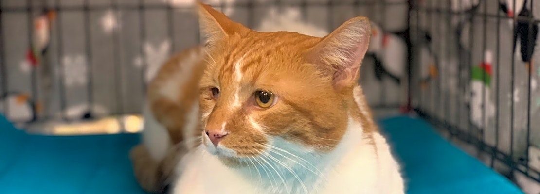 7 charming cats to adopt now in Memphis