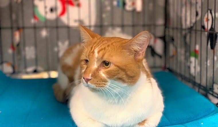7 charming cats to adopt now in Memphis