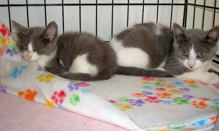 6 fluffy felines to adopt now in St. Louis