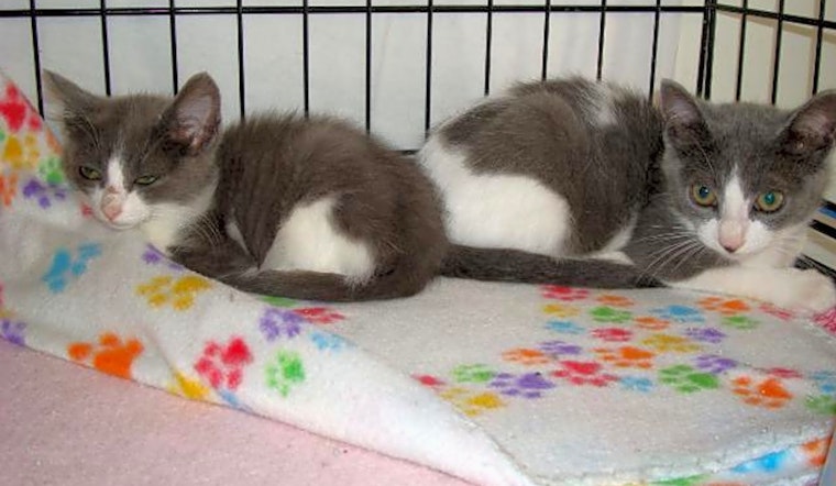 6 fluffy felines to adopt now in St. Louis