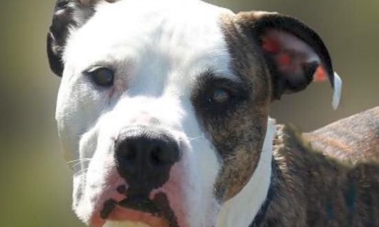 Want to adopt a pet? Here are 4 delightful doggies to adopt now in Wichita