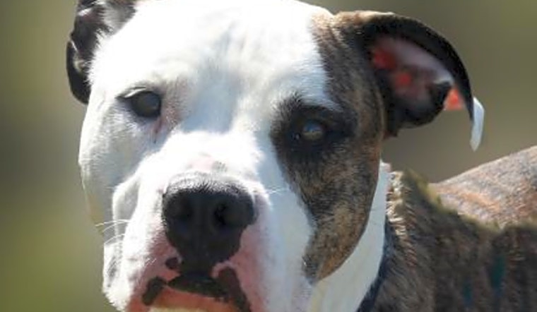 Want to adopt a pet? Here are 4 delightful doggies to adopt now in Wichita