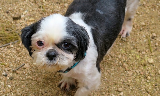 5 cuddly canines to adopt now in San Antonio