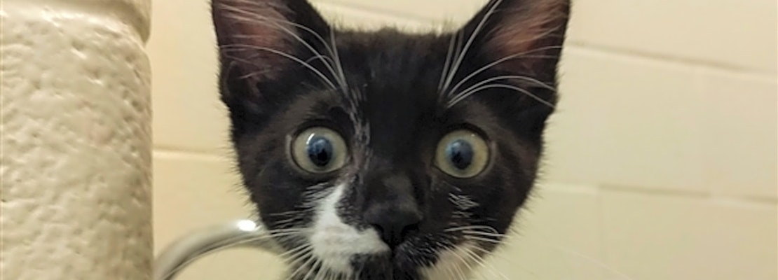 3 fluffy felines to adopt now in Corpus Christi