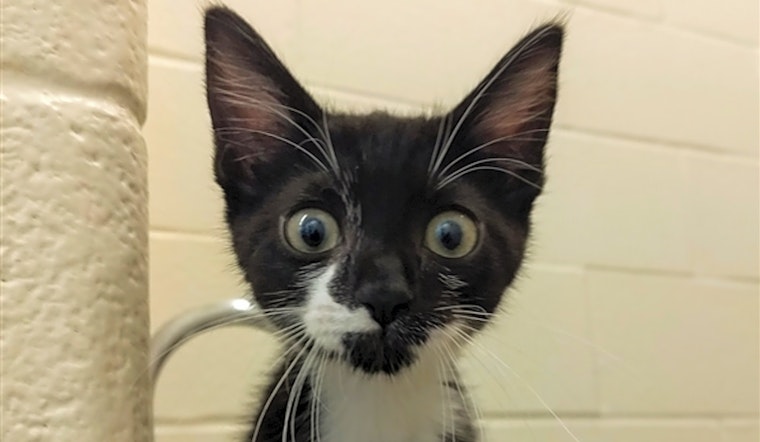 3 fluffy felines to adopt now in Corpus Christi