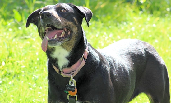 These Arlington-based dogs are up for adoption and in need of a good home