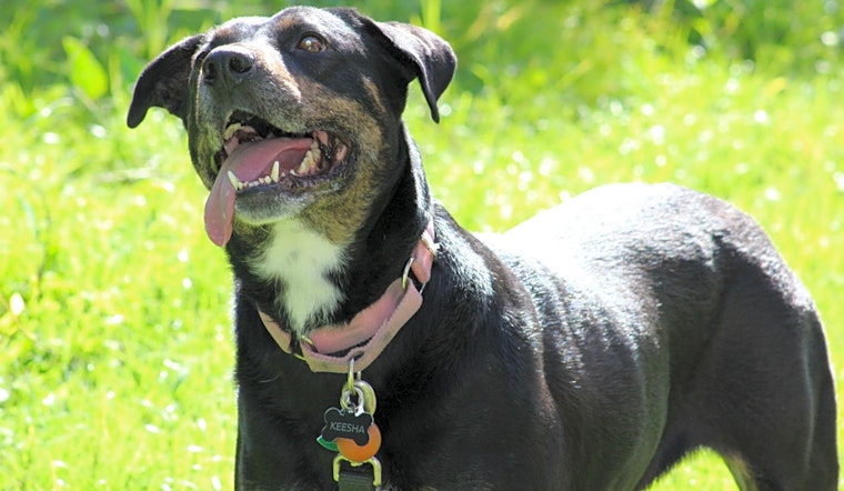 These Arlington-based dogs are up for adoption and in need of a good home
