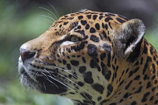 Top Miami news: Zoo jaguar gets medical exams; Sargassum seaweed beach cleanup set; more