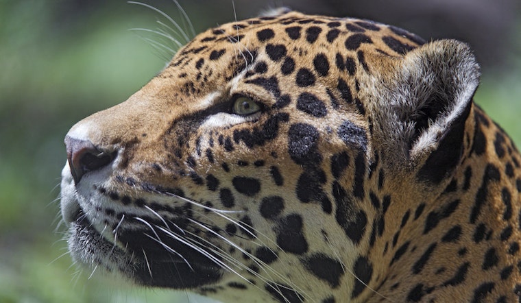 Top Miami news: Zoo jaguar gets medical exams; Sargassum seaweed beach cleanup set; more