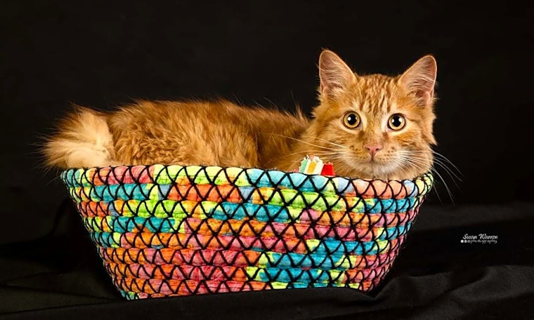 These Albuquerque-based felines are up for adoption and in need of a good home