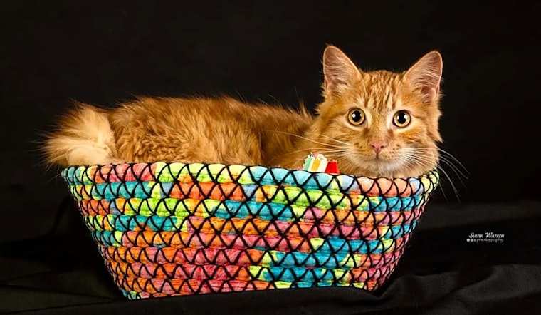 These Albuquerque-based felines are up for adoption and in need of a good home