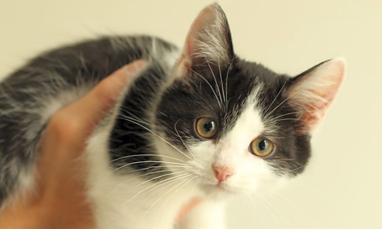 These Columbus-based kittens are up for adoption and in need of a good home