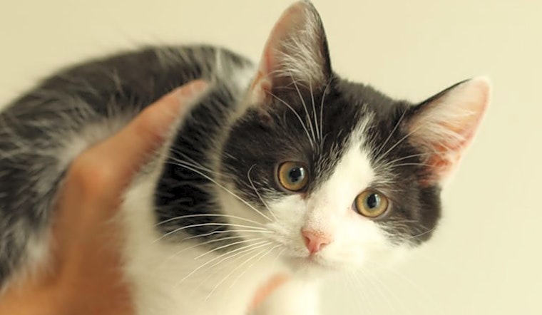 These Columbus-based kittens are up for adoption and in need of a good home
