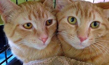 Want to adopt a pet? Here are 7 cute kitties to adopt now in Omaha