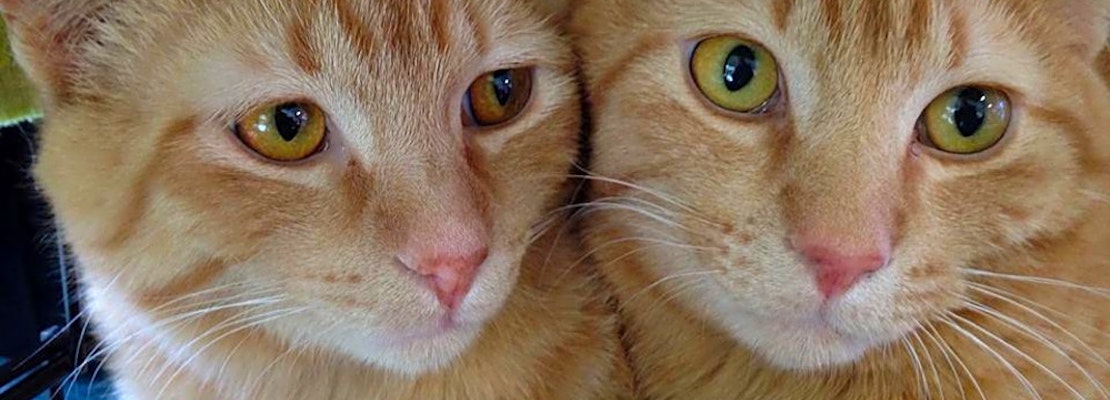 Want to adopt a pet? Here are 7 cute kitties to adopt now in Omaha