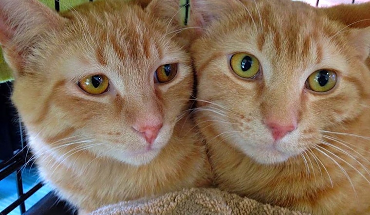 Want to adopt a pet? Here are 7 cute kitties to adopt now in Omaha