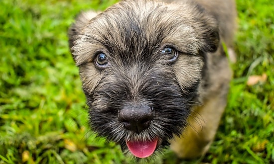 Want to adopt a pet? Here are 6 perfect puppies to adopt now in Oklahoma City