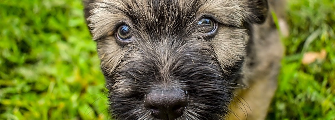 Want to adopt a pet? Here are 6 perfect puppies to adopt now in Oklahoma City