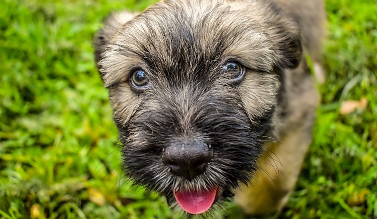 Want to adopt a pet? Here are 6 perfect puppies to adopt now in Oklahoma City