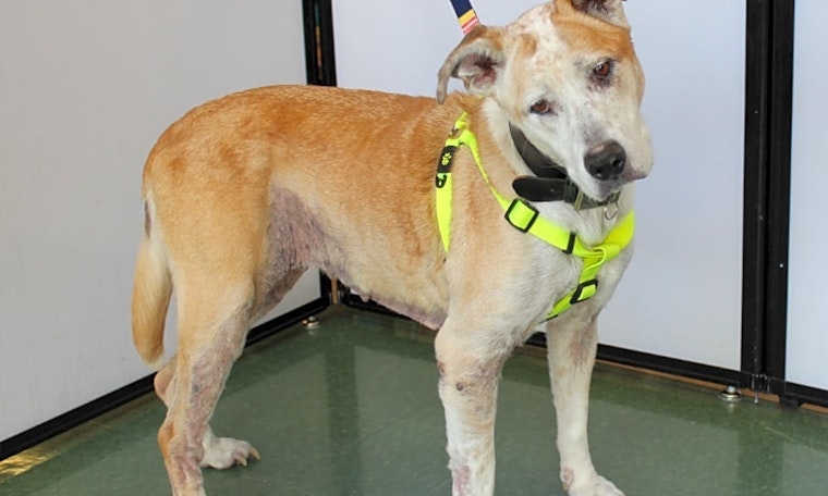 7 lovable dogs to adopt now in Las Vegas