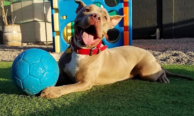 These Phoenix-based canines are up for adoption and in need of a good home