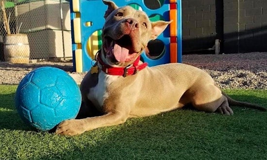 These Phoenix-based canines are up for adoption and in need of a good home