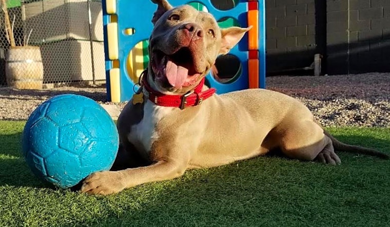 These Phoenix-based canines are up for adoption and in need of a good home