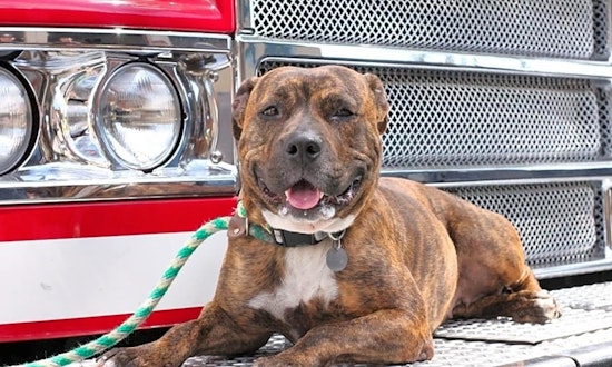 6 cuddly canines to adopt now in Mesa