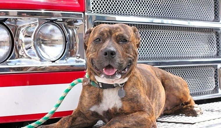 6 cuddly canines to adopt now in Mesa