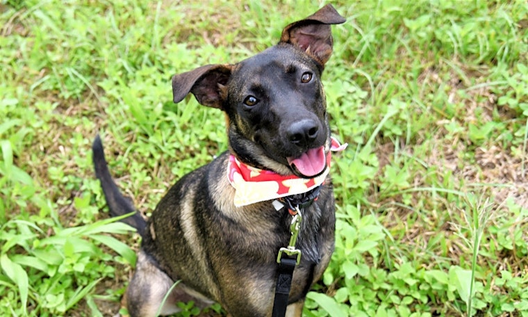 6 lovable pups to adopt now in San Francisco
