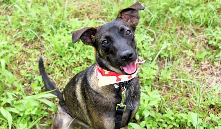 6 lovable pups to adopt now in San Francisco