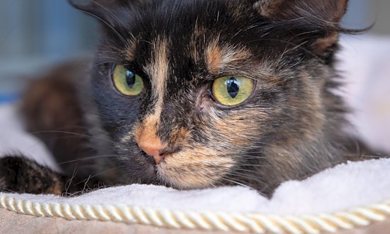 3 cool kitties to adopt now in Berkeley