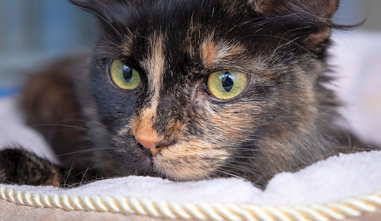 3 cool kitties to adopt now in Berkeley