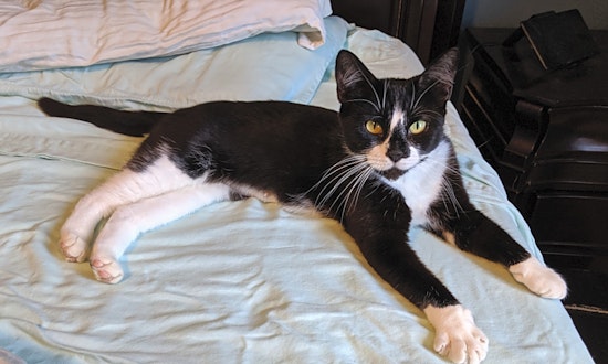 Looking to adopt a pet? Here are 7 cute kitties to adopt now in Jersey City