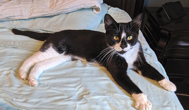 Looking to adopt a pet? Here are 7 cute kitties to adopt now in Jersey City