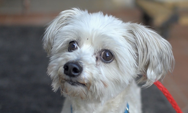 These Santa Ana-based dogs are up for adoption and in need of a good home