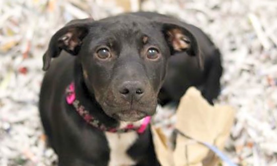 4 adorable pups to adopt now in Atlanta