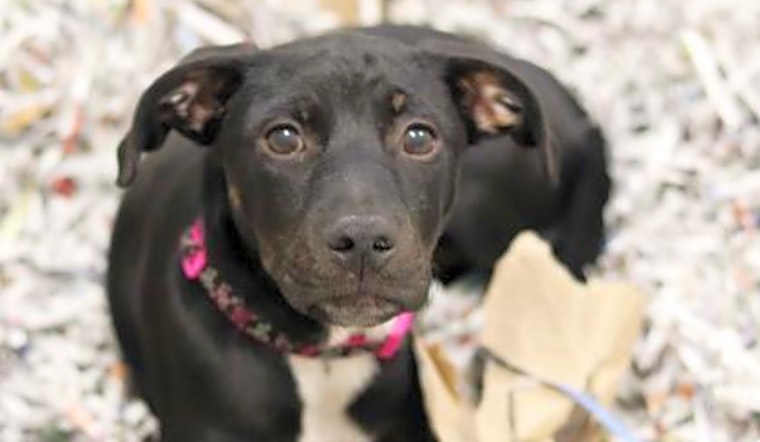 4 adorable pups to adopt now in Atlanta
