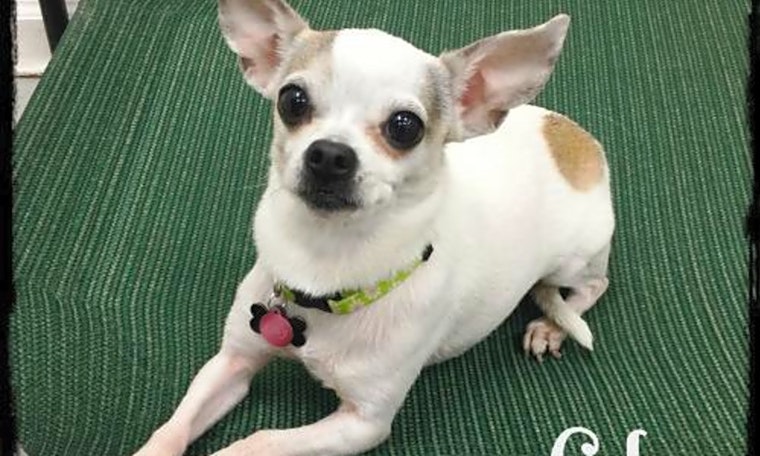 Want to adopt a pet? Here are 7 delightful doggies to adopt now in Long Beach