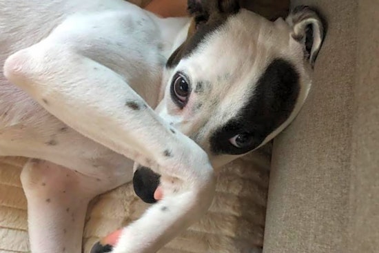 These Aurora-based puppies are up for adoption and in need of a good home