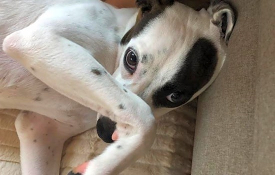 These Aurora-based puppies are up for adoption and in need of a good home